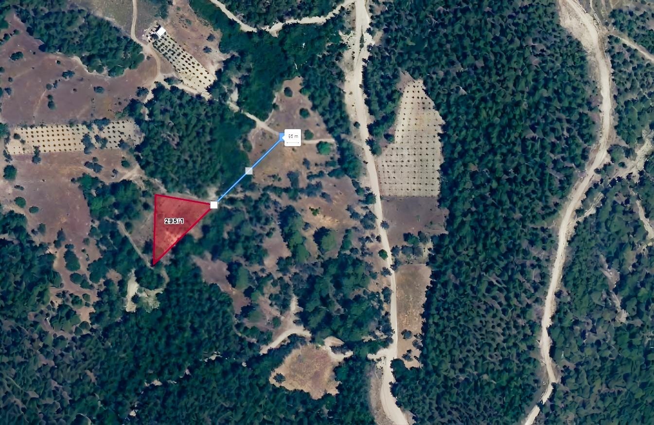 SERİK KOZANDA 1.963 M² | 100 ADET 6 YAŞINDA ZEYTİN AĞACI