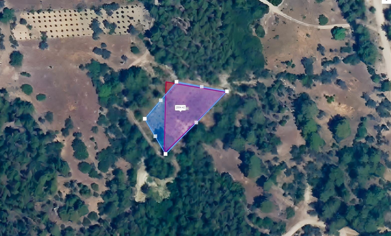 SERİK KOZANDA 1.963 M² | 100 ADET 6 YAŞINDA ZEYTİN AĞACI